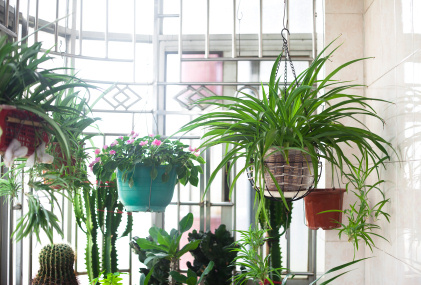 Indoor Gardening